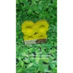 100 Forminhas De Doce Pétala De Papel Aniversário Casamento