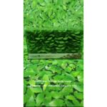 Forminhas De Doces Flor De Seda Casamento Aniversário 40 Un Cor Verde Pistache